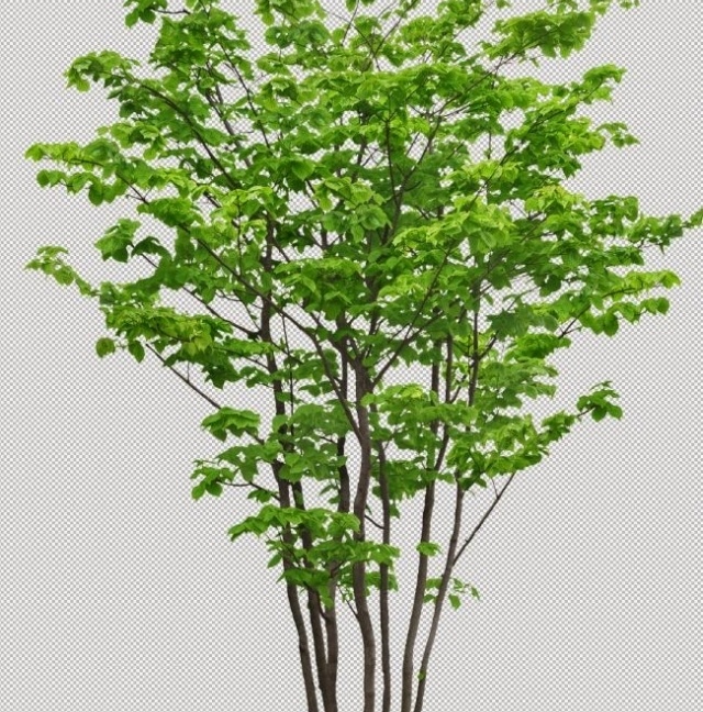 400 MB Thư viện Photoshop cây - dạng PNG (bản đẹp) - Ảnh 5